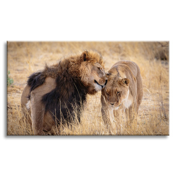 Canvas Print Lion Couple Love Savannah Nature 100x80 cm
