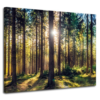 Canvas Print Forest Sun Trees Spring Morning 100x80 cm