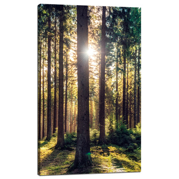 Canvas Print Forest Sun Trees Spring Morning 60x100 cm