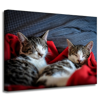 Canvas Print Animals Sleeping Kittens 40x30 cm