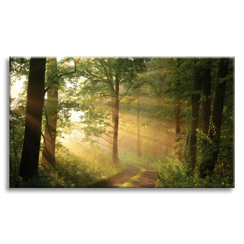 Canvas Print Sunlight Forest Path Nature 120x80 cm