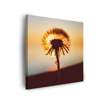 Canvas Print Botany Dandelion 40x40 cm