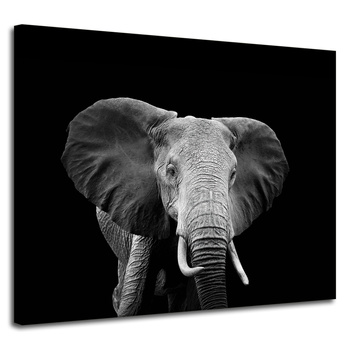 Canvas Print Gray Large Elephant on Black Background 100x80 cm