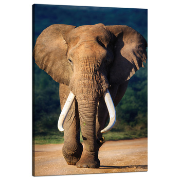 Canvas Print Big Big Elephant Animal Nature 80x120 cm