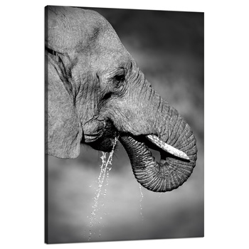 Canvas Print Black and White Elephant Drinking Water 80x120 cm