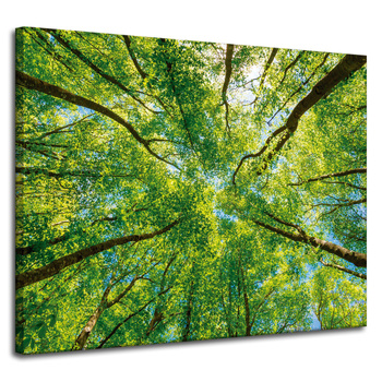 Canvas Print Trees Leaves Nature Forest Spring 100x80 cm