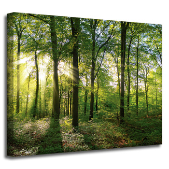 Canvas Print Sun Forest Trees Rays of Light 50x40 cm