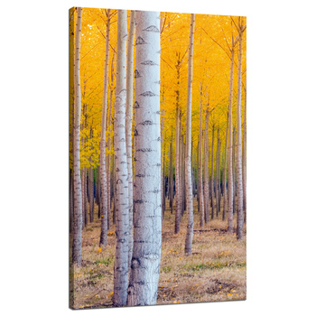 Canvas Print Birch Trees Autumn Yellow Leaves 70x120 cm