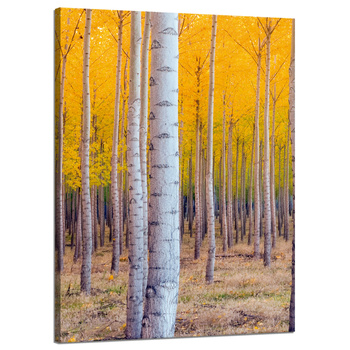 Canvas Print Birch Trees Autumn Yellow Leaves 50x70 cm