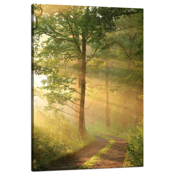 Canvas Print Sunlight Forest Path Nature 80x120 cm