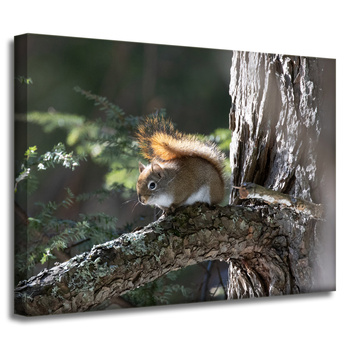 Canvas Print Animals Squirrel 40x30 cm