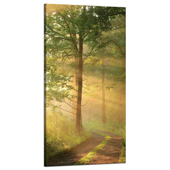 Canvas Print Sunlight Forest Path Nature 60x120 cm