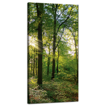Canvas Print Sun Forest Trees Rays of Light 40x80 cm