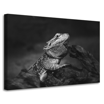 Canvas Print Lizard Reptile Black and White Nature 90x60