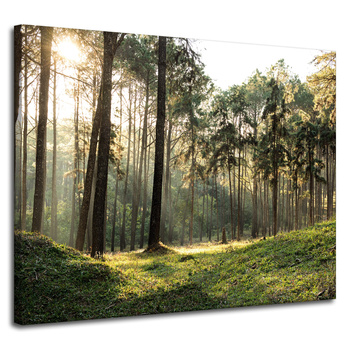 Canvas Print Forest Trees Sun Nature 100x80 cm