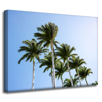 Canvas Print Nature Palm Trees 40x30 cm