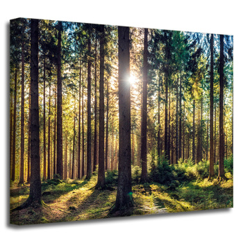 Canvas Print Forest Sun Trees Spring Morning 50x40 cm