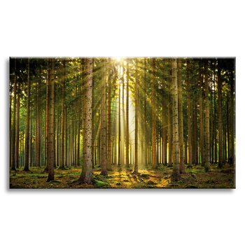 Canvas Print Forest Trees Sun Nature Spring 120x80 cm