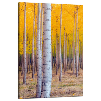 Canvas Print Birch Trees Autumn Yellow Leaves 80x120 cm