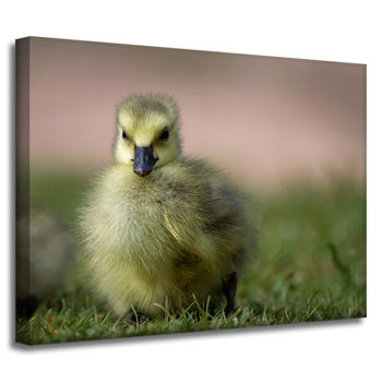 Canvas Print Animals Duck 40x30 cm