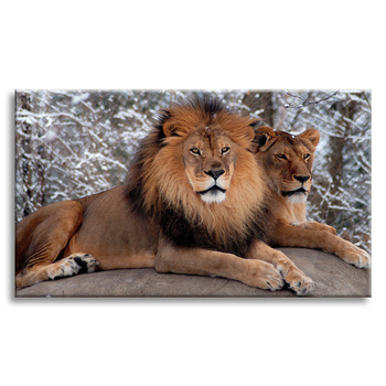 Canvas Print Pair of Lions Lying Nature 100x80 cm