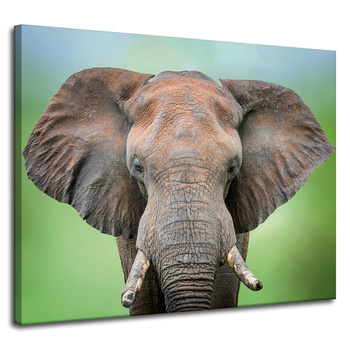 Canvas Print Elephant Face Tusks Gray Animal 100x80 cm