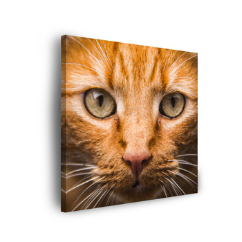 Canvas Print Cat Face Close Up 90x90