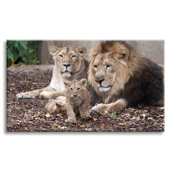 Canvas Print Lion Family Photo Nature 100x80 cm