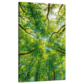 Canvas Print Trees Leaves Nature Forest Spring 70x120 cm