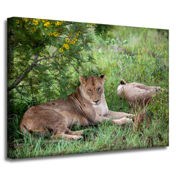 Canvas Print Animals Lionesses 40x30 cm