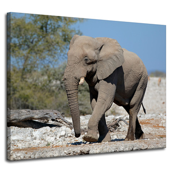 Canvas Print Large Gray Elephant Nature Rocks Sun 100x80 cm