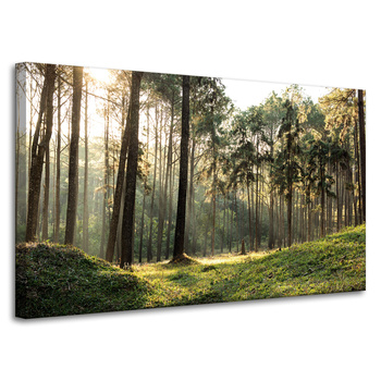 Canvas Print Forest Trees Sun Nature 100x60 cm