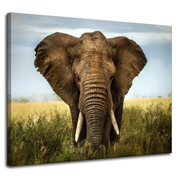 Canvas Print Elephant in Tall Grass Africa 100x80 cm