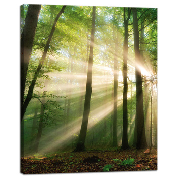Canvas Print Sun in the Forest Trees Nature 40x50 cm