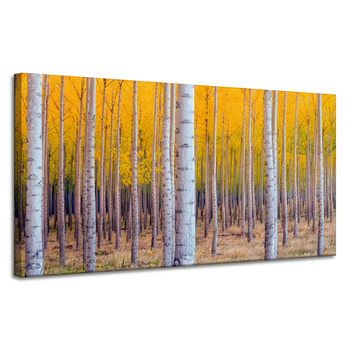 Canvas Print Birch Trees Autumn Yellow Leaves 120x60 cm