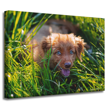 Canvas Print Animals Dog in the Grass 40x30 cm