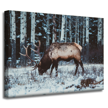 Canvas Print Animals Canadian Deer 40x30 cm