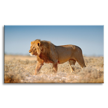 Canvas Print Walking Lion on Savannah Grass 100x60 cm
