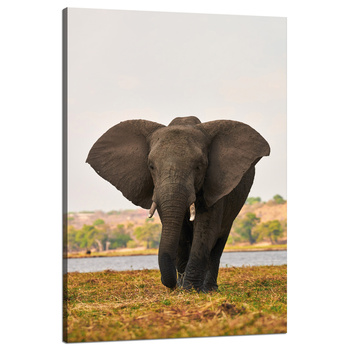 Canvas Print Large Gray Elephant on the Savannah 80x120 cm