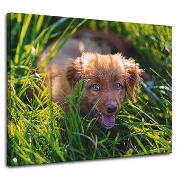 Canvas Print Animals Dog in the Grass 100x80 cm