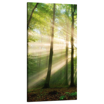 Canvas Print Sun in the Forest Trees Nature 60x120 cm