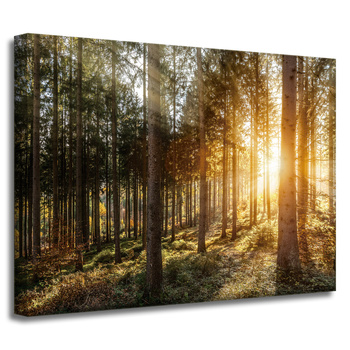 Canvas Print Birch Trees Sun Morning 40x30 cm