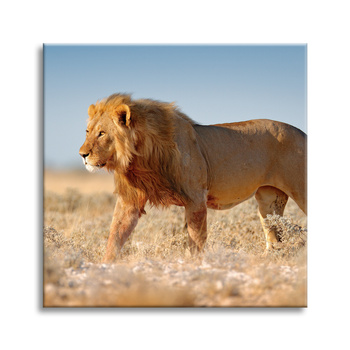 Canvas Print Walking Lion on Savannah Grass 50X50 cm