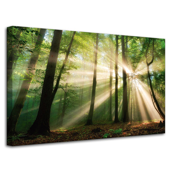 Canvas Print Sun in the Forest Trees Nature 80x50 cm