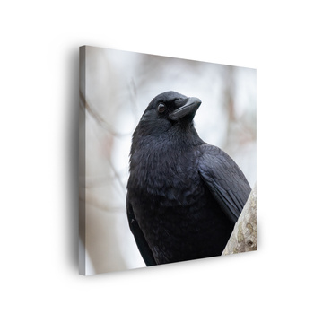 Canvas Print Animals Crow 40x40 cm
