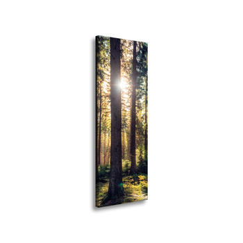 Canvas Print Forest Sun Trees Spring Morning 40x120 cm