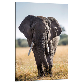 Canvas Print Large Gray Elephant Savannah Africa 80x120 cm