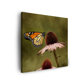 Canvas Print Botany Butterfly Flower 40x40 cm
