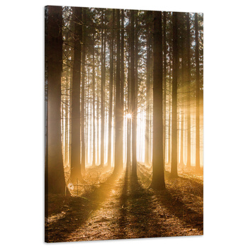 Canvas Print Sun in the Forest Light Tree 60x90 cm