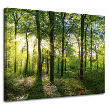 Canvas Print Sun Forest Trees Rays of Light 100x80 cm